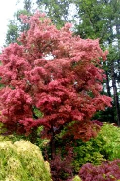 Beni Fushigi Japanese Maple - 1 Gallon Pot -Garden Plant Shop Japanese Maple Beni Fushigi 1