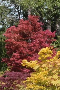Beni Fushigi Japanese Maple - 1 Gallon Pot -Garden Plant Shop Japanese Maple Beni Fushigi 2