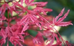 Beni Fushigi Japanese Maple - 1 Gallon Pot -Garden Plant Shop Japanese Maple Beni Fushigi 3