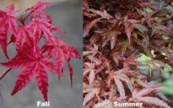 Beni Fushigi Japanese Maple - 1 Gallon Pot -Garden Plant Shop Japanese Maple Beni Fushigi 5