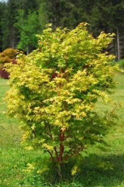 Beni Kawa Coral Bark Japanese Maple - 3 Gallon Pot 9 Beni Kawa Coral Bark Japanese Maple - 3 Gallon Pot -Garden Plant Shop Japanese Maple Beni Kawa 1