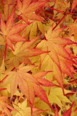 Beni Kawa Coral Bark Japanese Maple - 3 Gallon Pot 8 Beni Kawa Coral Bark Japanese Maple - 3 Gallon Pot -Garden Plant Shop Japanese Maple Beni Kawa 2