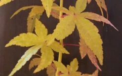 Bihou Yellow Bark Japanese Maple - 3 Gallon Pot -Garden Plant Shop Japanese Maple Bihou Yellow Bark