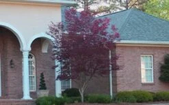 Bloodgood Red Leaf Japanese Maple - 2 Gallon Pot -Garden Plant Shop Japanese Maple Bloodgood 2 1