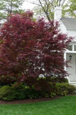 Bloodgood Red Leaf Japanese Maple - 5 Gallon Pot (6-7') -Garden Plant Shop Japanese Maple Boodgood 20 1