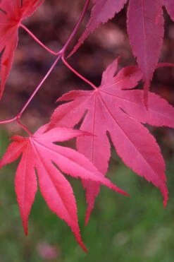 Bloodgood Red Leaf Japanese Maple - 5 Gallon Pot (6-7') -Garden Plant Shop Japanese Maple Boodgood 22 1