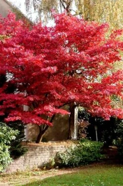 Bloodgood Red Leaf Japanese Maple - 5 Gallon Pot (4-5') -Garden Plant Shop Japanese Maple Boodgood 23