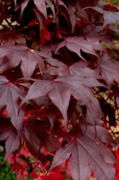 Bloodgood Red Leaf Japanese Maple - 5 Gallon Pot (6-7') -Garden Plant Shop Japanese Maple Boodgood 24 1