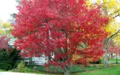 Burgundy Lace Japanese Maple - 2 Gallon Pot -Garden Plant Shop Japanese Maple Burgundy Lace 1