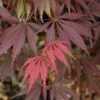 Burgundy Lace Japanese Maple - 2 Gallon Pot