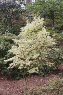 Butterfly Japanese Maple - 1 Gallon Pot -Garden Plant Shop Japanese Maple Butterfly 1 2