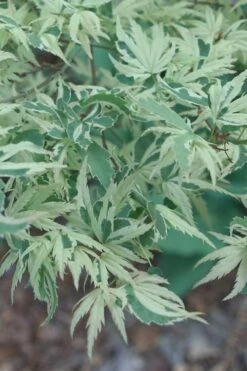 Butterfly Japanese Maple - 3 Gallon Pot -Garden Plant Shop Japanese Maple Butterfly 2 1