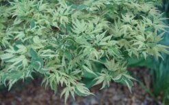 Butterfly Japanese Maple - 1 Gallon Pot -Garden Plant Shop Japanese Maple Butterfly 3 2