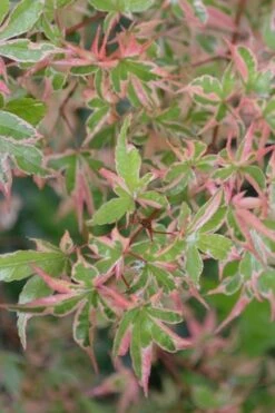 Butterfly Japanese Maple - 3 Gallon Pot -Garden Plant Shop Japanese Maple Butterfly 4 1