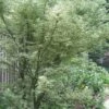 Butterfly Japanese Maple - 1 Gallon Pot