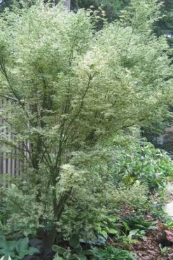 Orido Nishiki Pink Variegated Japanese Maple - 5 Gallon Pot -Garden Plant Shop Japanese Maple Butterfly 5 4