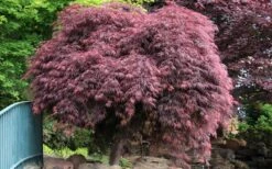Crimson Queen Dwarf Japanese Maple (High Graft Tree Form) - 2 Gallon Pot -Garden Plant Shop Japanese Maple Crimson Queen 22