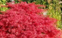 Crimson Queen Dwarf Japanese Maple (High Graft Tree Form) - 1 Gallon Pot -Garden Plant Shop Japanese Maple Crimson Queen 51 2