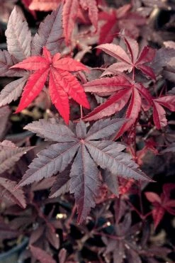 Emperor 1 Japanese Maple - 5 Gallon Pot (4'-5') -Garden Plant Shop Japanese Maple Emperor 1 500x750 5