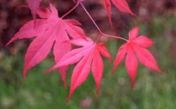 Bloodgood Red Leaf Japanese Maple - 1 Gallon Pot -Garden Plant Shop Japanese Maple Fall Color