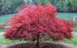 Firefall Lace Leaf Japanese Maple - 5 Gallon Pot -Garden Plant Shop Japanese Maple Firefall 1