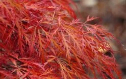 Firefall Lace Leaf Japanese Maple - 5 Gallon Pot -Garden Plant Shop Japanese Maple Firefall 2