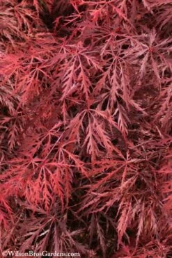 Firefall Lace Leaf Japanese Maple - 1 Gallon Pot -Garden Plant Shop Japanese Maple Firefall 3 1