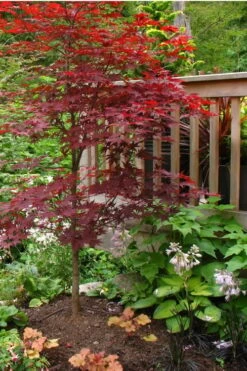 Fireglow Red Leaf Japanese Maple - 5 Gallon Pot (3-4') -Garden Plant Shop Japanese Maple Fireglow 500x750 5