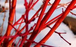 Little Sango' Dwarf Coral Bark Japanese Maple - 5 Gallon Pot 15 Little Sango' Dwarf Coral Bark Japanese Maple - 5 Gallon Pot -Garden Plant Shop Japanese Maple Fjellheim 2 1