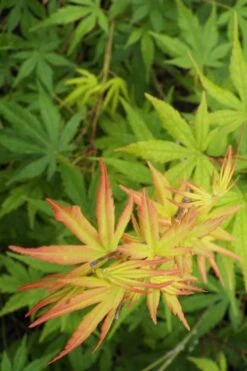 Glowing Embers Japanese Maple - 7 Gallon Pot (7'+) 13 Glowing Embers Japanese Maple - 7 Gallon Pot (7'+) -Garden Plant Shop Japanese Maple Glowing Embers 6 1