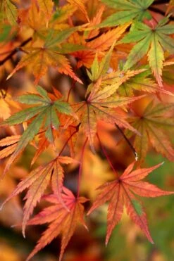 Glowing Embers Japanese Maple - 7 Gallon Pot (7'+) 15 Glowing Embers Japanese Maple - 7 Gallon Pot (7'+) -Garden Plant Shop Japanese Maple Glowing Embers 7 1