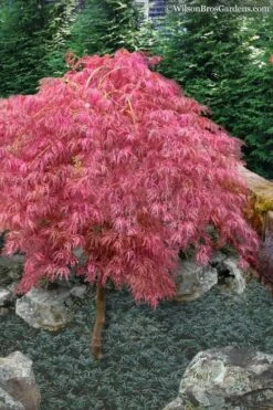 Hana Matoi Pink Leaf Japanese Maple (Acer Palmatum) - 2 Gallon Pot