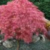 Hana Matoi Pink Leaf Japanese Maple - Acer Palmatum - 5 Gallon Pot