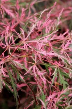 Hana Matoi Pink Leaf Japanese Maple (Acer Palmatum) - 2 Gallon Pot 7 Hana Matoi Pink Leaf Japanese Maple (Acer Palmatum) - 2 Gallon Pot -Garden Plant Shop Japanese Maple Hana Matoi Leaves Closeup 1