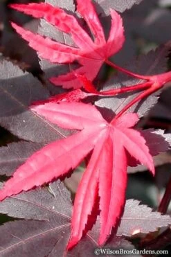Red 'N Summer Japanese Maple - Acer Palmatum 'Hefner's Red' - 1 Gallon Pot -Garden Plant Shop Japanese Maple Hefners Red 20 1