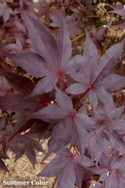 Red 'N Summer Japanese Maple - Acer Palmatum 'Hefner's Red' - 3 Gallon Pot -Garden Plant Shop Japanese Maple Hefners Red 21