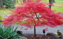 Inaba Shidare Red Japanese Maple - 1 Gallon Pot 9 Inaba Shidare Red Japanese Maple - 1 Gallon Pot -Garden Plant Shop Japanese Maple Inaba Shidare 2 4