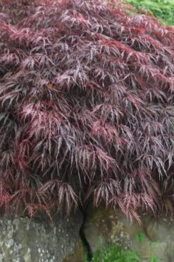 Inaba Shidare Red Japanese Maple - 5 Gallon Pot (2-3') -Garden Plant Shop Japanese Maple Inaba Shidare 5 2