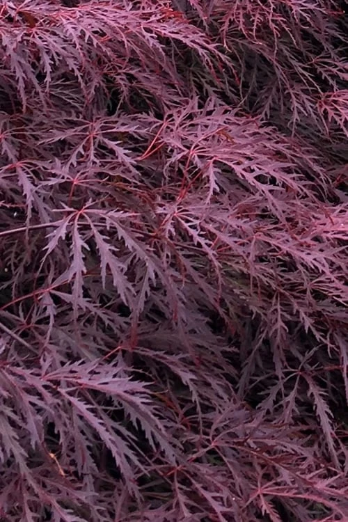 Inaba Shidare Red Japanese Maple - 5 Gallon Pot (3-4') 1 Inaba Shidare Red Japanese Maple - 5 Gallon Pot (3-4')