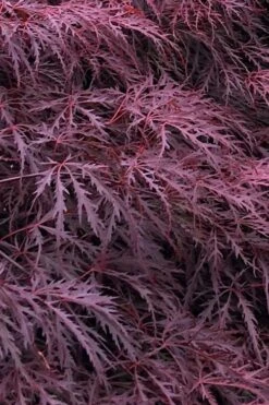 Inaba Shidare Red Japanese Maple - 1 Gallon Pot