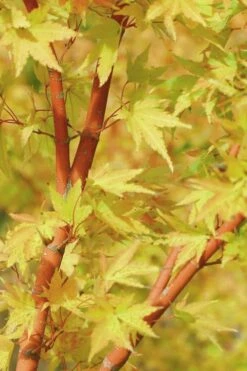 Japanese Sunrise Japanese Maple - 3 Gallon Pot -Garden Plant Shop Japanese Maple Japanese Sunrise Bark 500x700 1