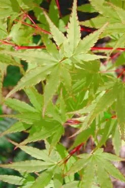Japanese Sunrise Japanese Maple - 3 Gallon Pot -Garden Plant Shop Japanese Maple Japanese Sunrise Spring 500x700 1