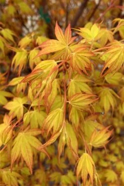 Katsura Japanese Maple - 3 Gallon Pot -Garden Plant Shop Japanese Maple Katsura 4
