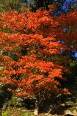 Katsura Japanese Maple - 3 Gallon Pot -Garden Plant Shop Japanese Maple Katsura 5