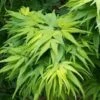 Mikawa Yatsubusa Japanese Maple - 5 Gallon Pot