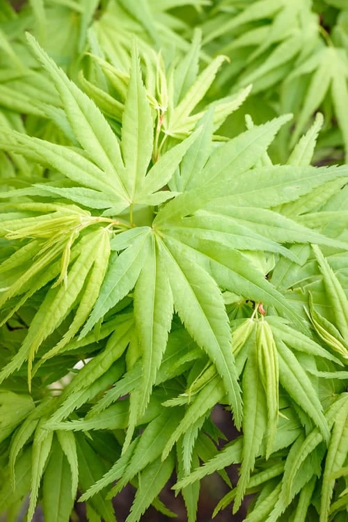 Mikawa Yatsubusa Japanese Maple - 1 Gallon Pot 5 Mikawa Yatsubusa Japanese Maple - 1 Gallon Pot - Image 5