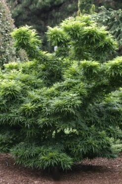 Mikawa Yatsubusa Japanese Maple - 3 Gallon Pot 11 Mikawa Yatsubusa Japanese Maple - 3 Gallon Pot -Garden Plant Shop Japanese Maple Mikawa Yatsubusa 8 2