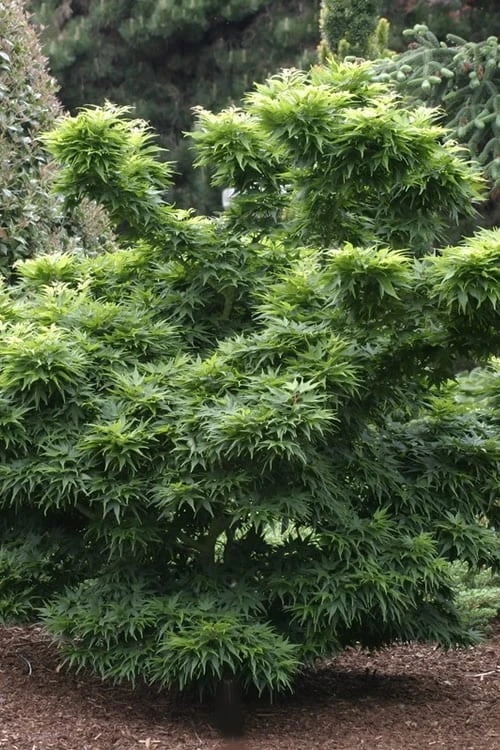 Mikawa Yatsubusa Japanese Maple - 3 Gallon Pot 6 Mikawa Yatsubusa Japanese Maple - 3 Gallon Pot - Image 6