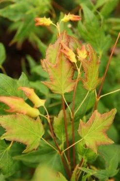 Mitsuba Yama Japanese Maple - 5 Gallon Pot 8 Mitsuba Yama Japanese Maple - 5 Gallon Pot -Garden Plant Shop Japanese Maple Mitsuba Yama 1