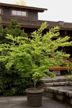 Mitsuba Yama Japanese Maple - 5 Gallon Pot 9 Mitsuba Yama Japanese Maple - 5 Gallon Pot -Garden Plant Shop Japanese Maple Mitsuba Yama 3